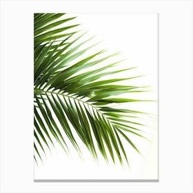 Palm Leaf Isolated On White Background Canvas Print