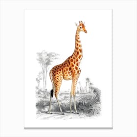 Giraffe Vintage 19th Century Illustration Canvas Print