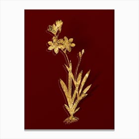 Vintage Ixia Grandiflora Botanical in Gold on Red n.0518 Canvas Print