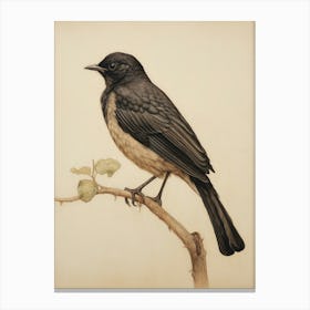Vintage Bird Drawing Blackbird 3 Canvas Print