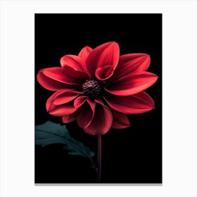 Dahlia 16 Canvas Print