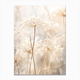 Boho Dried Flowers Queen Annes Lace 5 Canvas Print