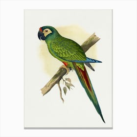 Parrot 6 Canvas Print