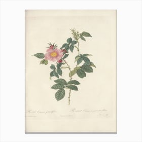 Rose Illustration, Pierre Joseph Redoute, Pierre Joseph Redoute(127) Canvas Print