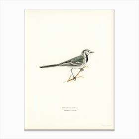 Pied Wagtail, The Von Wright Brothers Canvas Print