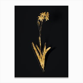 Vintage Corn Lily Botanical in Gold on Black n.0560 Canvas Print