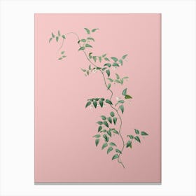 Vintage Bridal Creeper Botanical on Soft Pink n.0214 Canvas Print