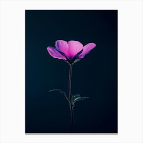 Single Flower On Dark Background Canvas Print