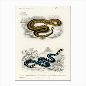 Elephant Trunk Snake (Acrochordus Javanicus) And Columbrine Sea Krait (Platurus Fasciatus), Charles Dessalines D' Orbigny Canvas Print