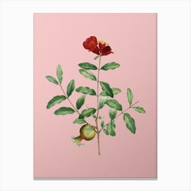 Vintage Pomegranate Branch Botanical on Soft Pink n.0782 Canvas Print