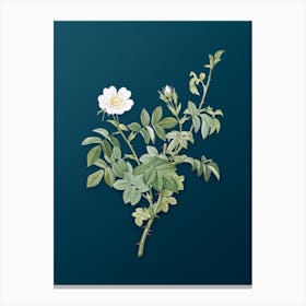 Vintage White Downy Rose Botanical Art on Teal Blue n.0414 Canvas Print