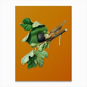 Vintage Fig Branch with Bird Botanical on Sunset Orange n.0175 Canvas Print