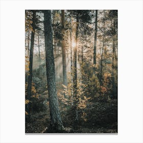 Sun Peeking Through Forest Canvas Print