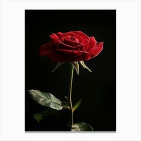 Red Rose On Black Background 59 Canvas Print