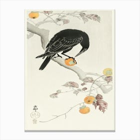 Crow With Kaki Fruit (1900 1910), Ohara Koson Canvas Print