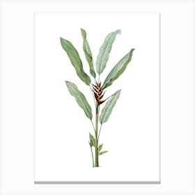 Vintage Parrot Heliconia Botanical Illustration on Pure White n.0073 Canvas Print