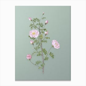 Vintage Pink Scotch Briar Rose Botanical Art on Mint Green n.0002 Canvas Print