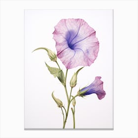 Pressed Flower Botanical Art Morning Glory 3 Canvas Print
