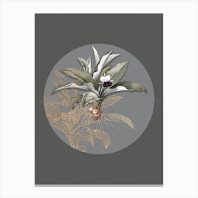 Vintage Botanical Kaempferia Angustifolia on Circle Gray on Gray n.0191 Canvas Print