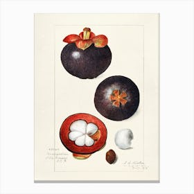 Black Passion Fruit Canvas Print