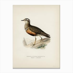 Eurasian Dotterel, The Von Wright Brothers Canvas Print