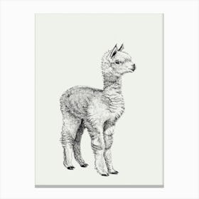 Baby Alpaca Canvas Print