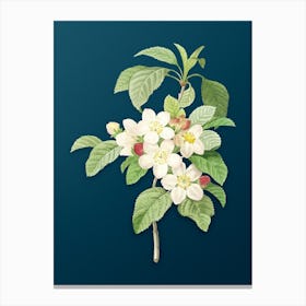 Vintage Apple Blossom Botanical Art on Teal Blue n.0758 Canvas Print