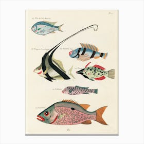 Colourful And Surreal Illustrations Of Fishes Found In Moluccas (Indonesia) And The East Indies, Louis Renard(75) Canvas Print