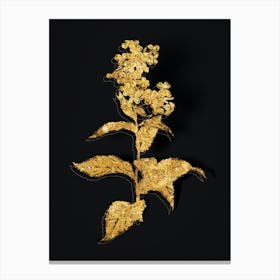 Vintage White Gillyflower Bloom Botanical in Gold on Black n.0277 Canvas Print