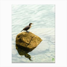 Cormorant On A Rock 20190414 16pub Canvas Print