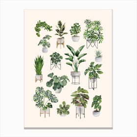 Plant Collection 3 Canvas Print