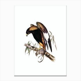 Vintage Black Breasted Buzzard Bird Illustration on Pure White n.0425 Canvas Print