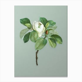 Vintage Magnolia Elegans Botanical Art on Mint Green n.0229 Canvas Print