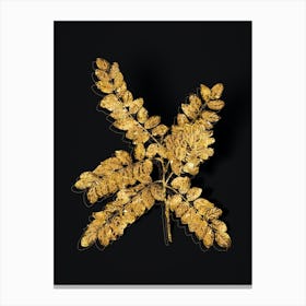 Vintage Clammy Locust Botanical in Gold on Black n.0243 Canvas Print