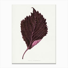 Vintage Botanical Art Print _2643247 Canvas Print