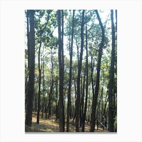 A Beautiful Forest 6 By Binod Dawadi Canvas Print