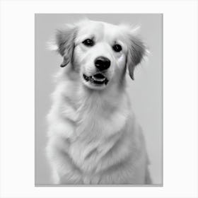 Nova Scotia Duck Tolling Retriever B&W Pencil dog Canvas Print