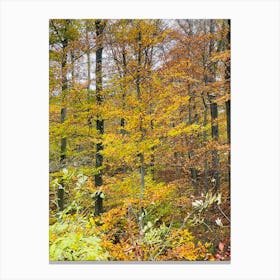 Autumn In The Woods 12 Canvas Print