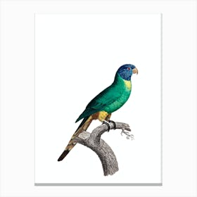 Vintage Blue Crowned Parakeet Bird Illustration on Pure White n.0004 Canvas Print