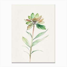 Zinnia Leaf Minimalist Watercolour 1 Canvas Print