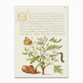 Insect, English Hawthorn, Caterpillar, And European Filbert, Joris Hoefnagel Canvas Print
