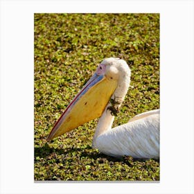 Pelican Canvas Print