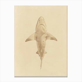 Vintage Nurse Shark Pencil Illustration 2 Canvas Print