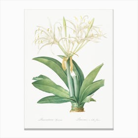 Pancratium Speciosum Illustration From Les Liliacées, Pierre Joseph Redouté Canvas Print