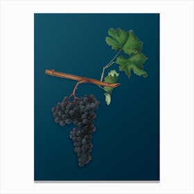 Vintage Dolcetto Grapes Botanical Art on Teal Blue n.0955 Canvas Print