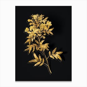 Vintage Argentine Senna Botanical in Gold on Black n.0249 Canvas Print