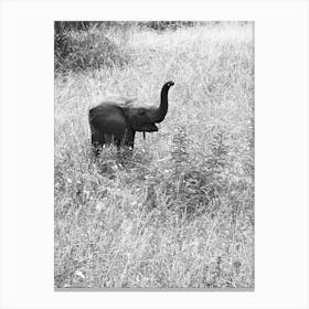 Baby Elephant In The Grass 1 Canvas Print