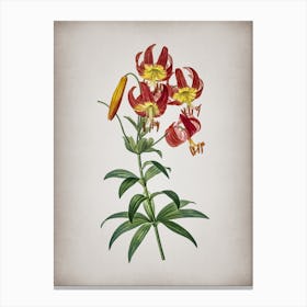 Vintage Turban Lily Botanical on Parchment n.0712 Canvas Print