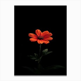 Single Orange Flower On Black Background 15 Canvas Print