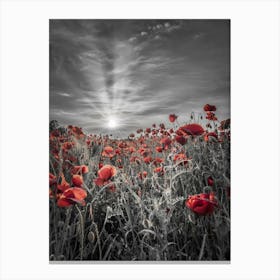 Lovely Sunset In A Poppy Field Canvas Print